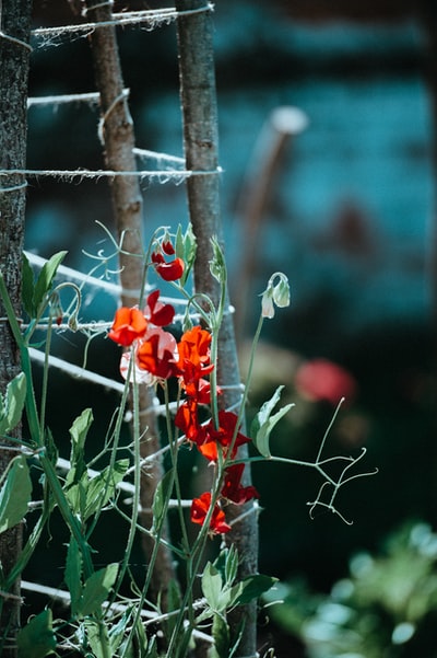 红色花瓣花朵的特写照片